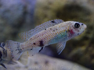 Labeotropheus trewavasae 'Higga Reef'